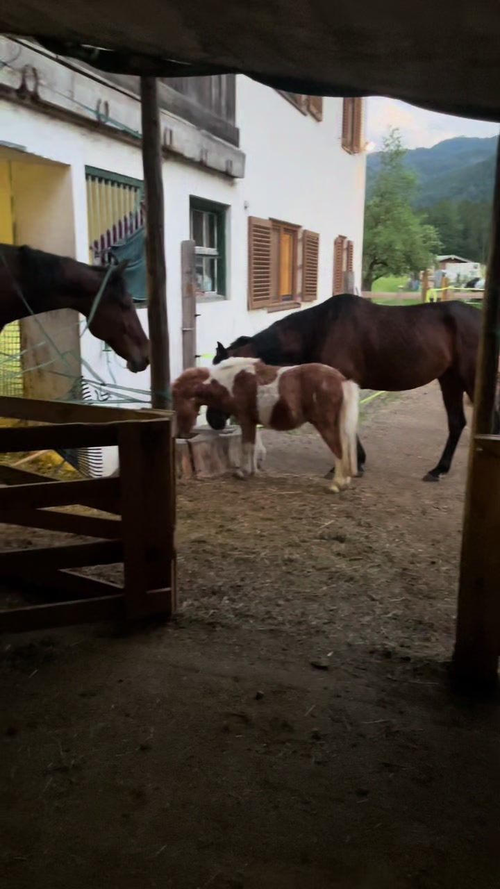 @Mountain Hill Ranch 🇦🇹