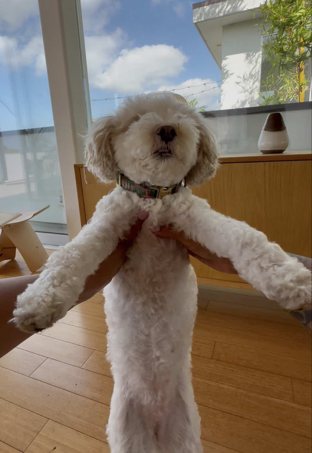 @Lovewag Pets
