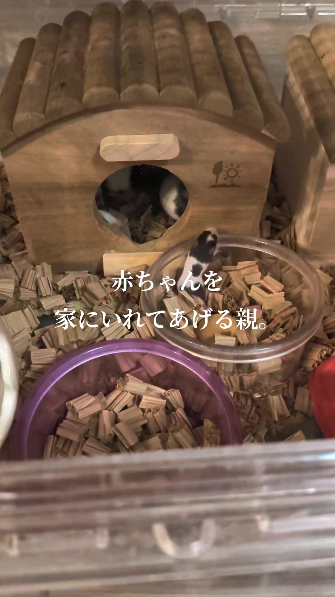 @二本1可愛いハムスターのいる暮らし