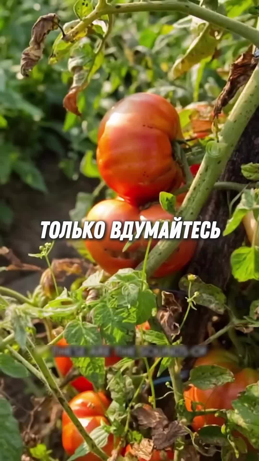 @markelov_facts