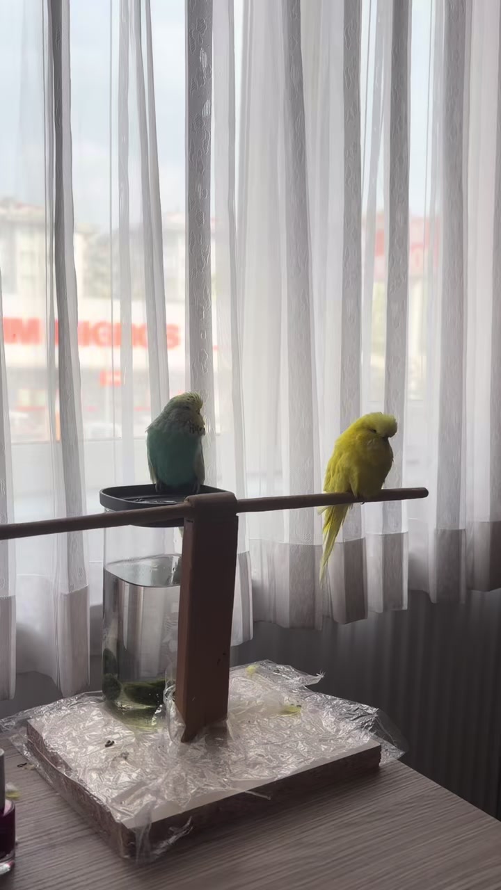 @bbb.budgie