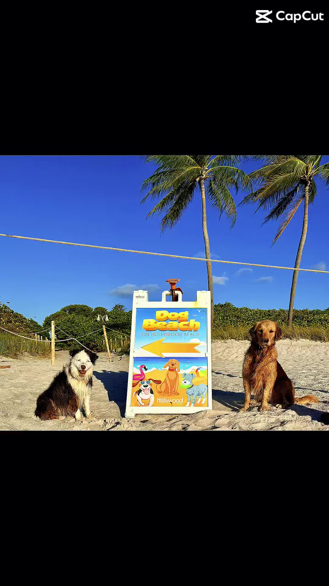@RobertHouseDoglife