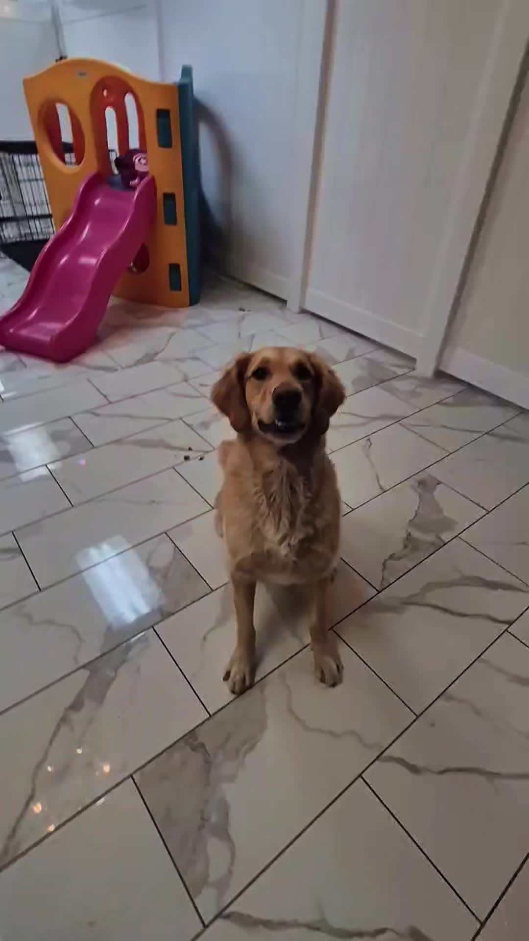 @The_BeautyBark