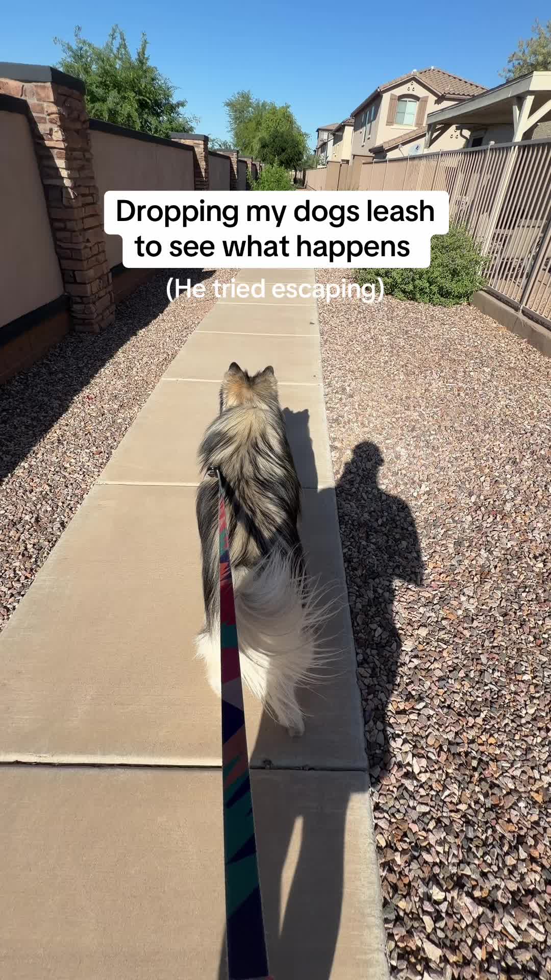 @Bandit The Husky