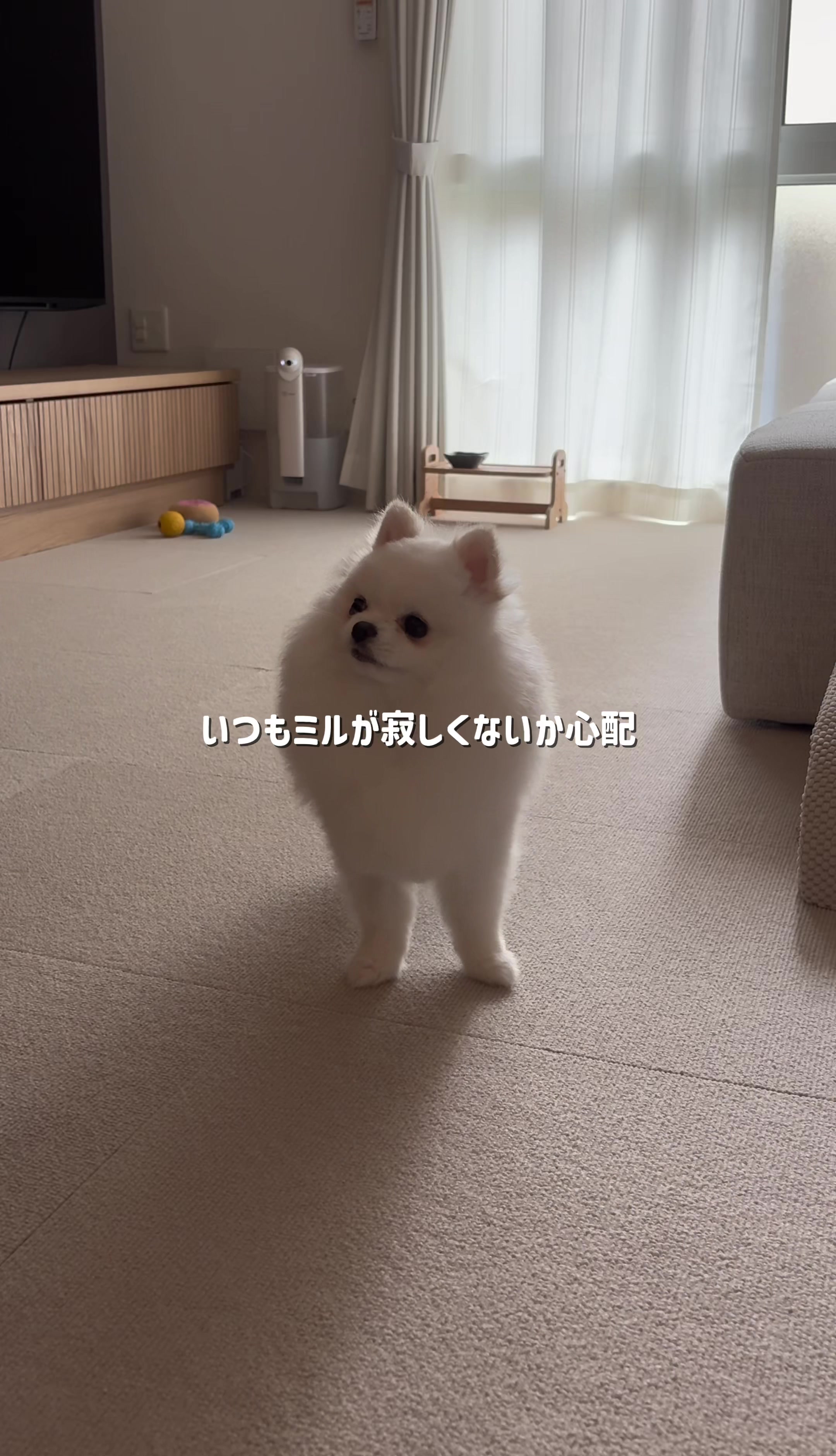 @ポメラニアンのミル🍼