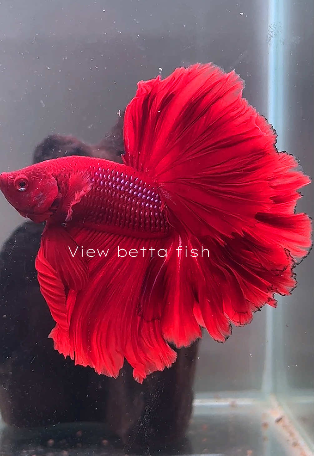 @วิวอยากเลี้ยงปลากัด🐠