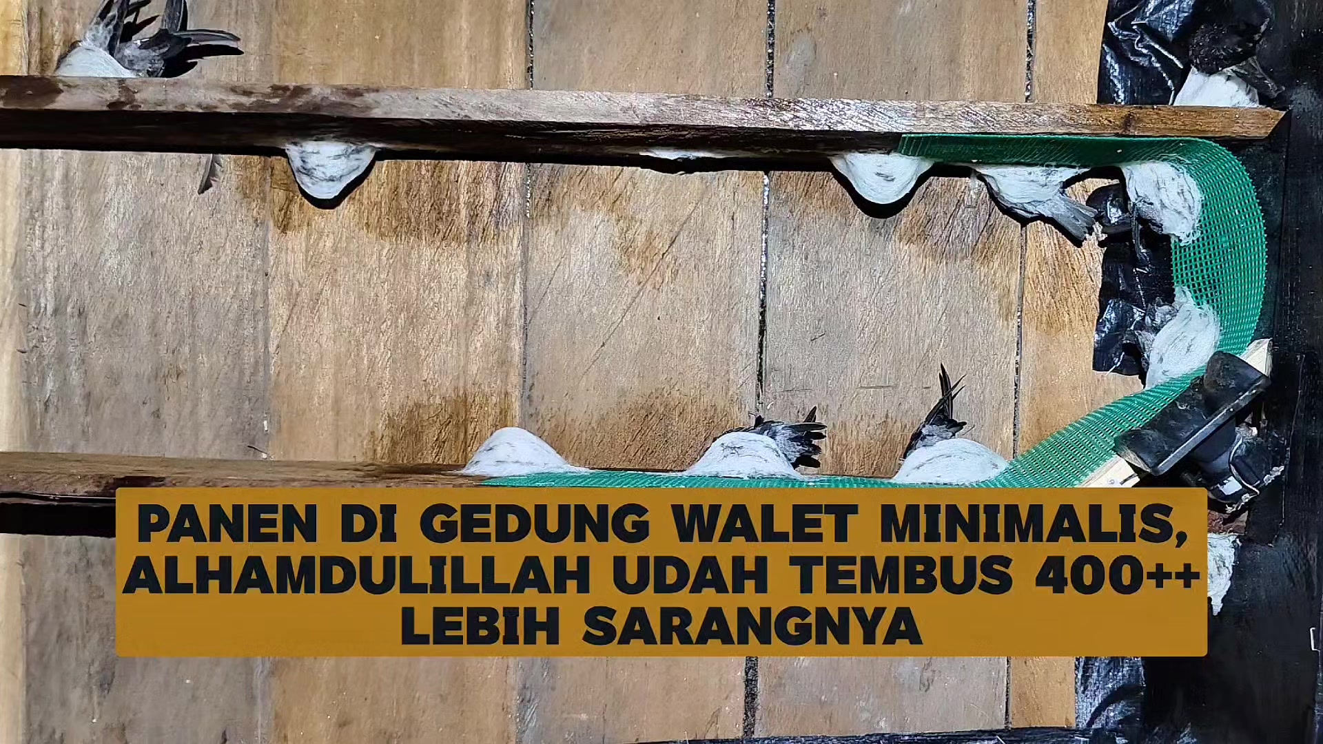 @Walet Rimba Kalimantan