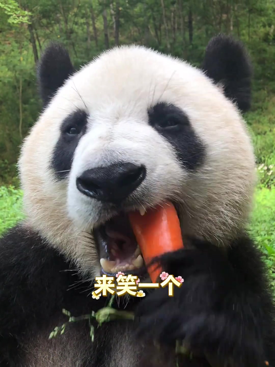 @熊猫妹珠🐼