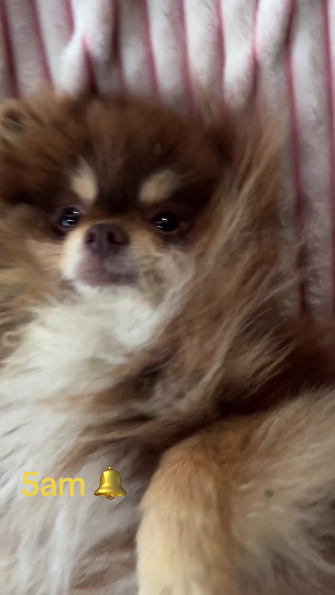 @Fingerlakes Pomeranians