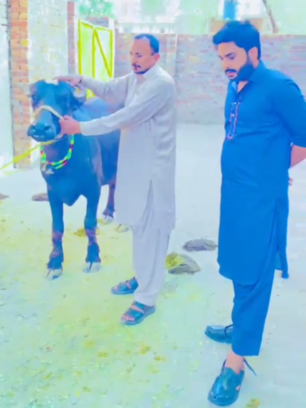 @مہر شہباز اوتیرا