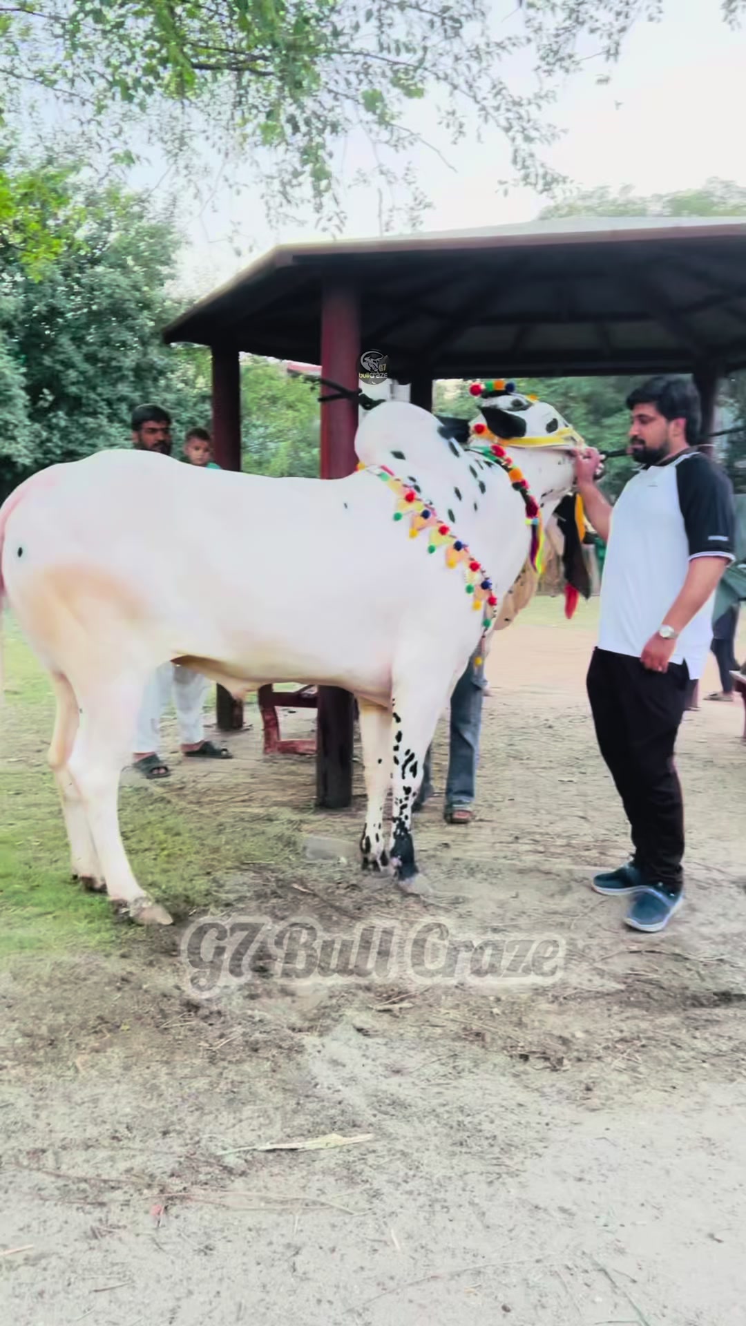 @G7 BULL CRAZE