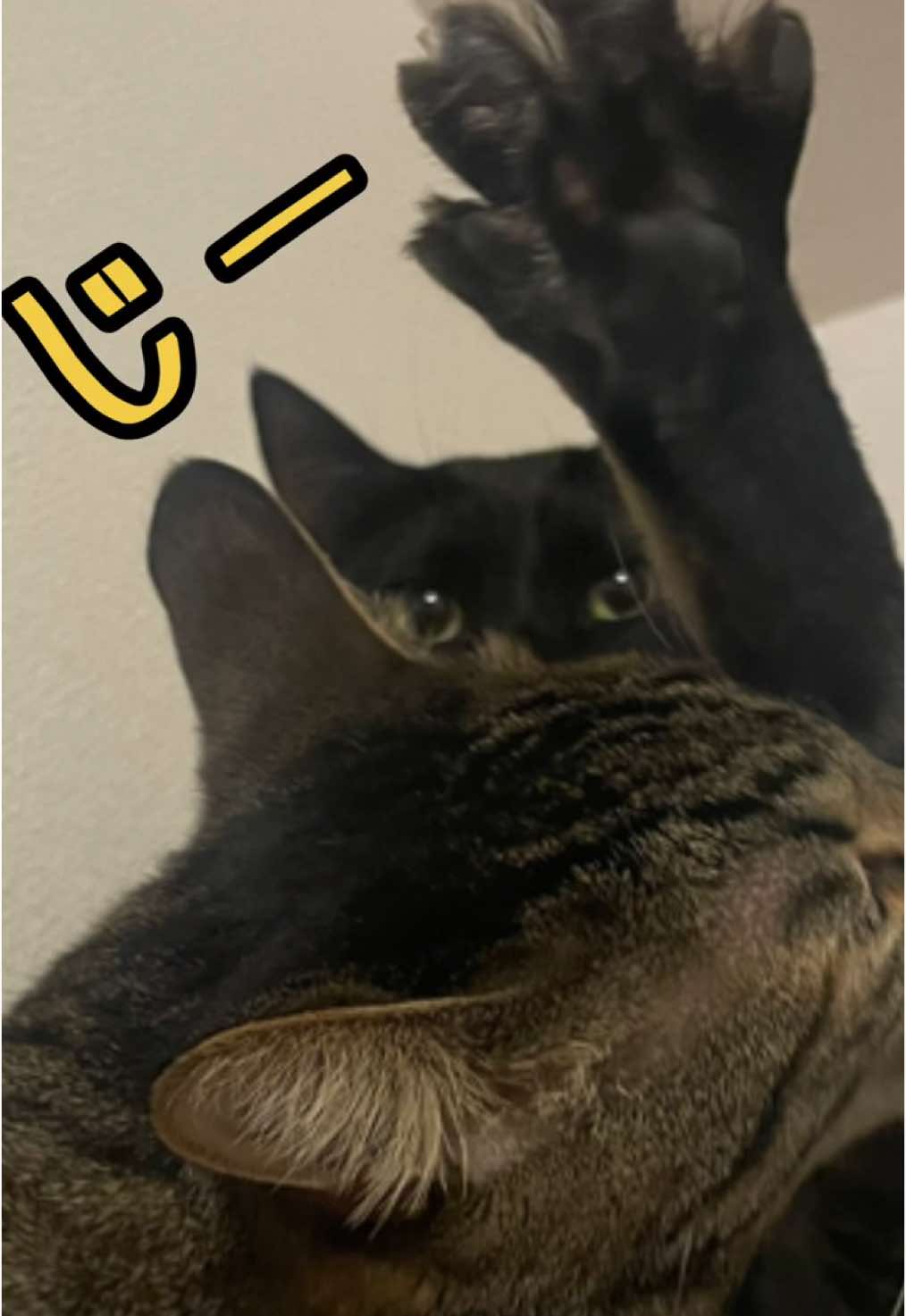 @Chikurokie