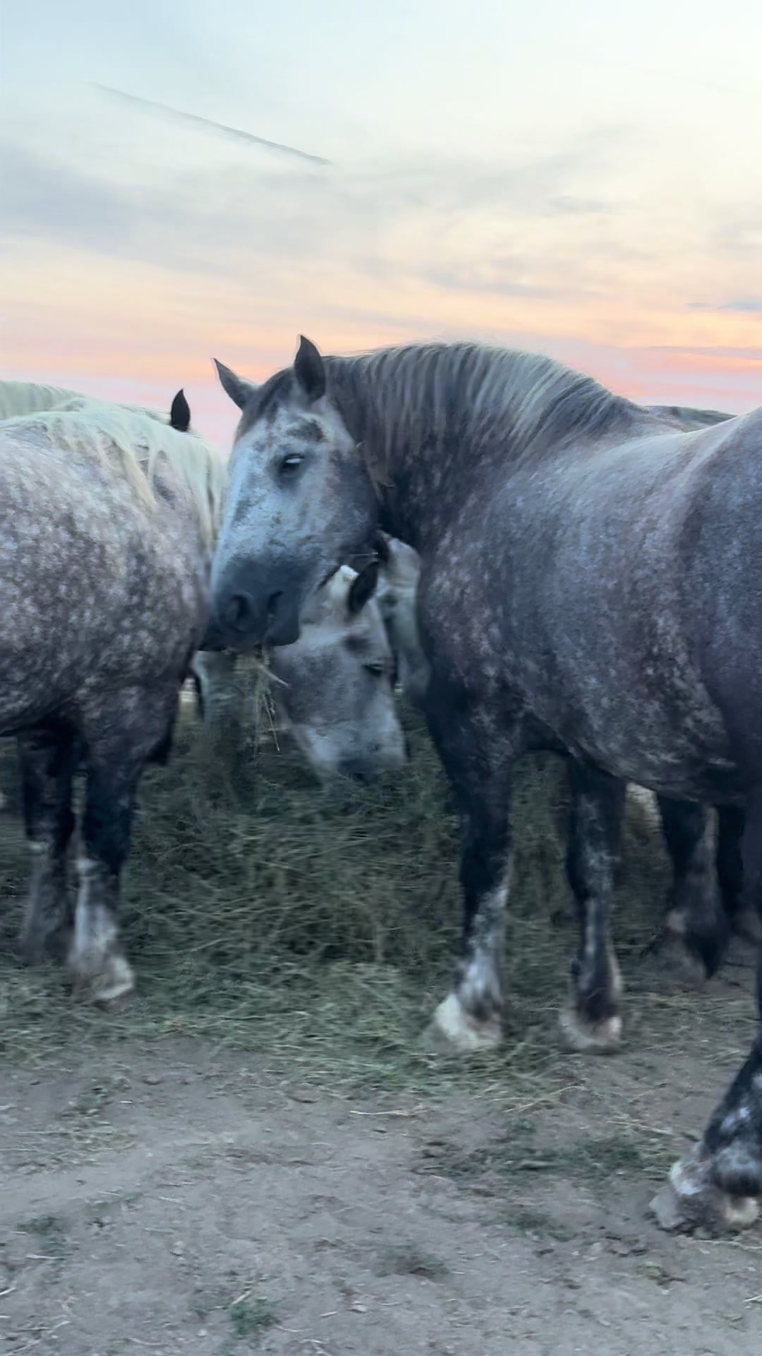 @🐴Spartanu🐴