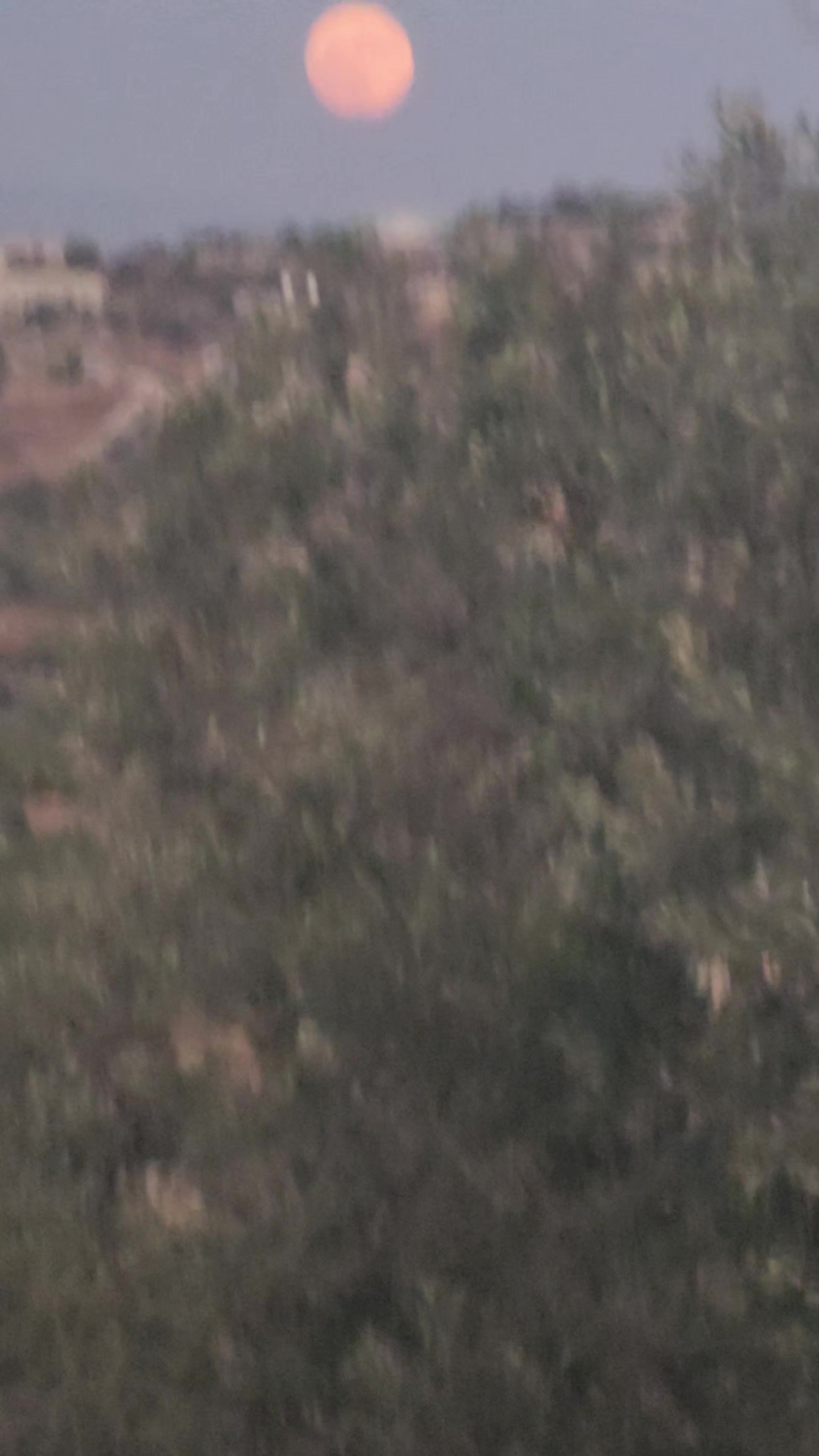 @فؤاد محاميد