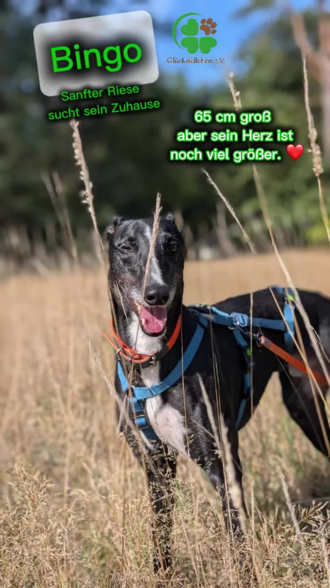 @Glücksfellchen Tierhilfe e.V.