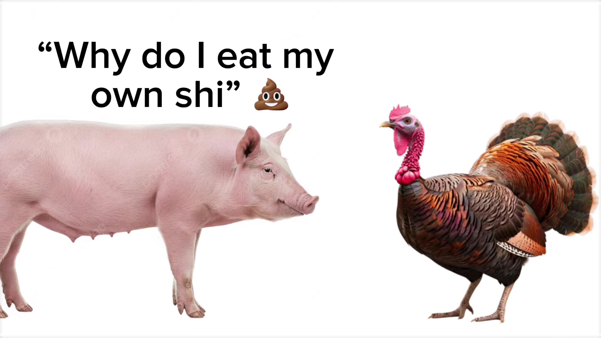 @alf