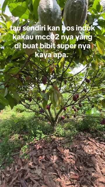 @agro lestari jaya 2