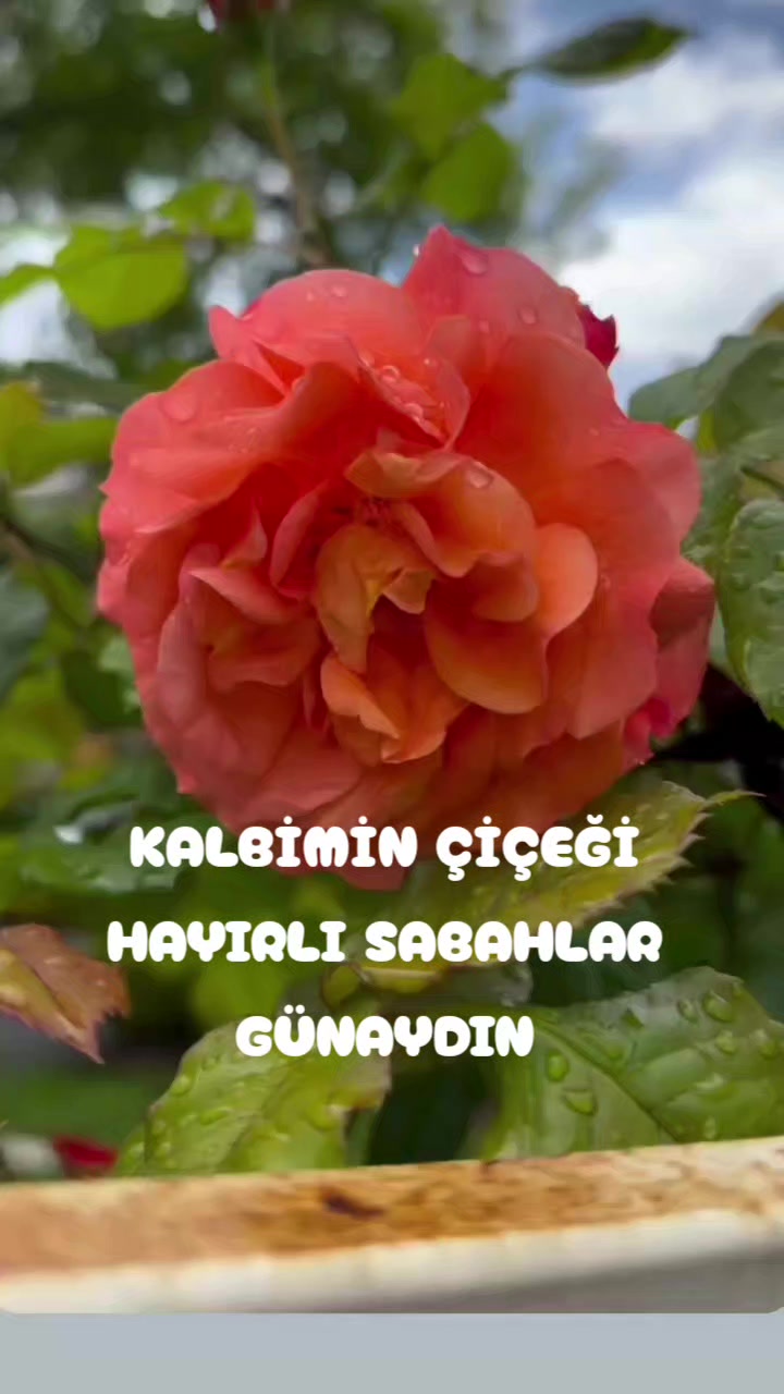 @Hasan Yılmaz