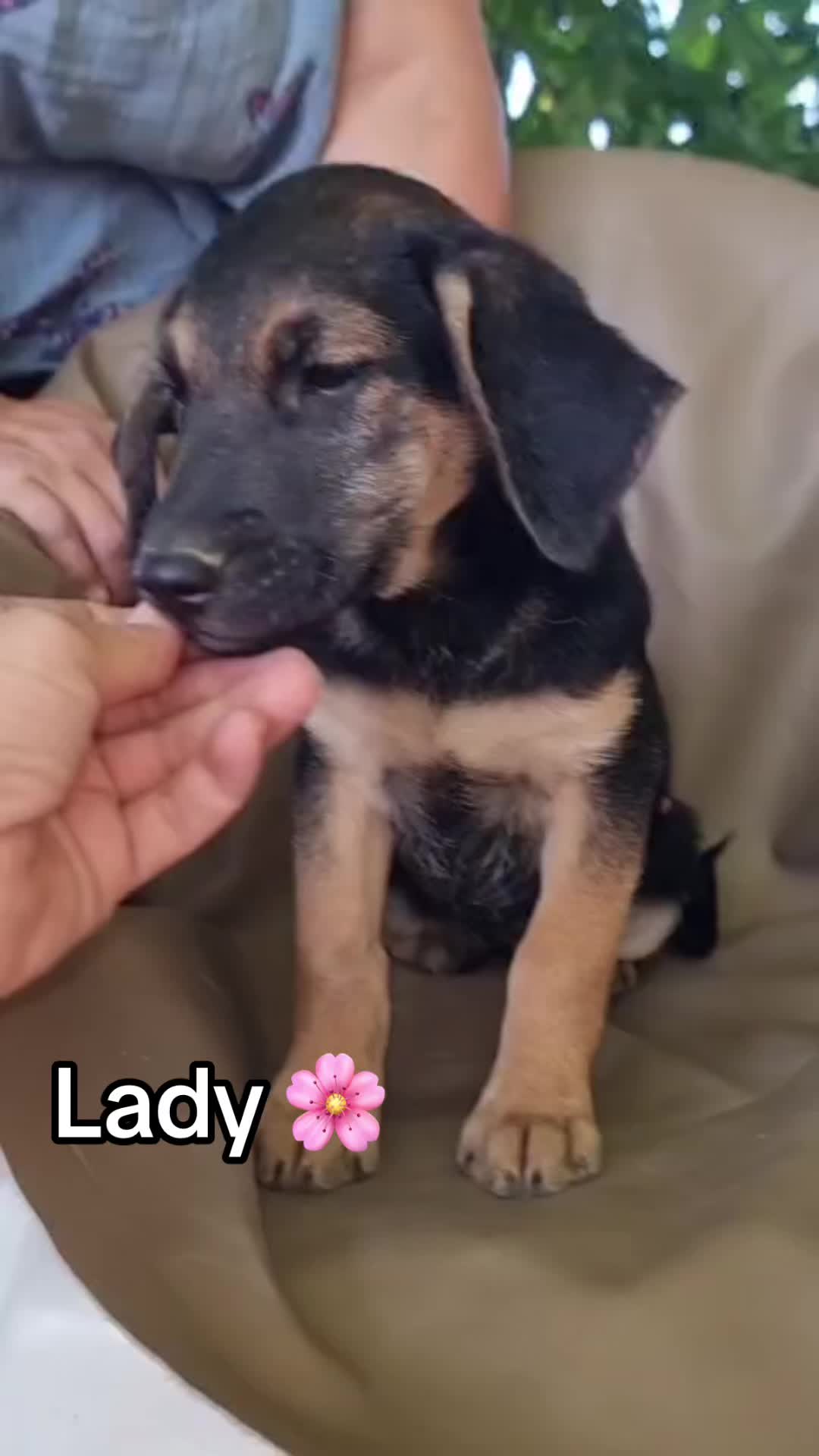 @Ankerhunde e.V.