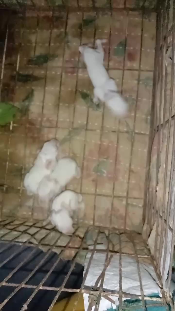 @shehzadi 014