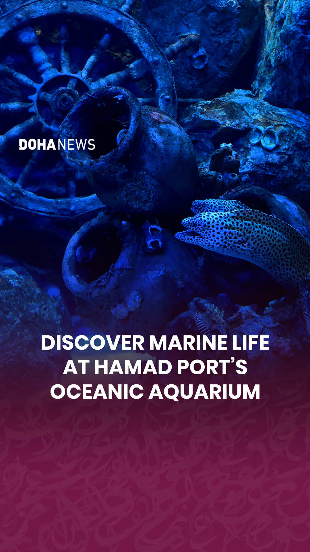 @Doha News