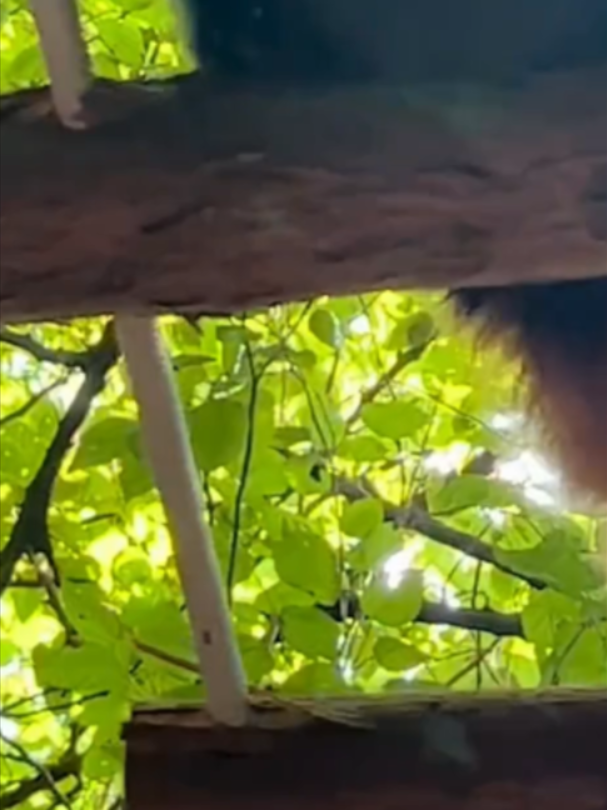 @Mundo dos Animais