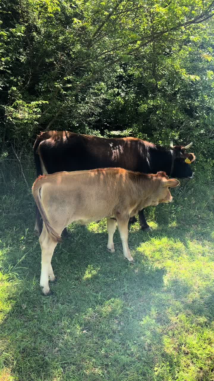 @GurishtaFarm