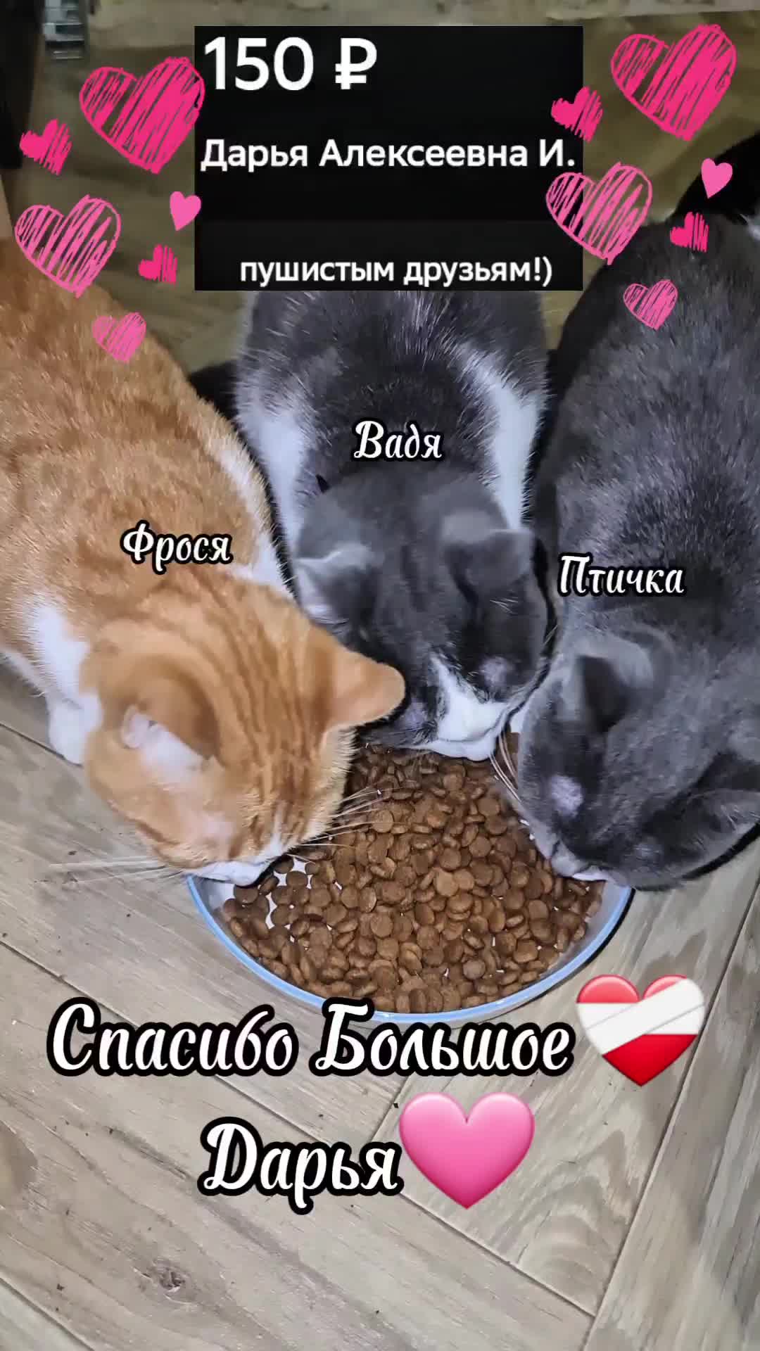 @Кошкин Дом