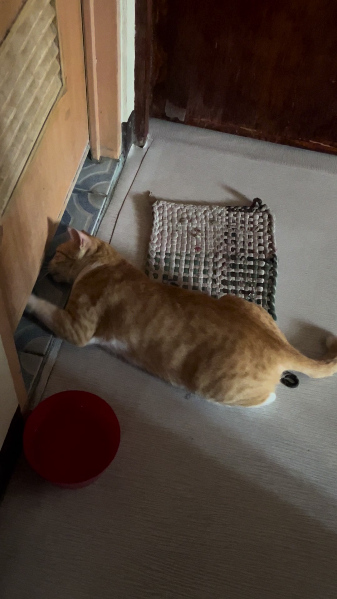 @Bunggok The Fat Cat