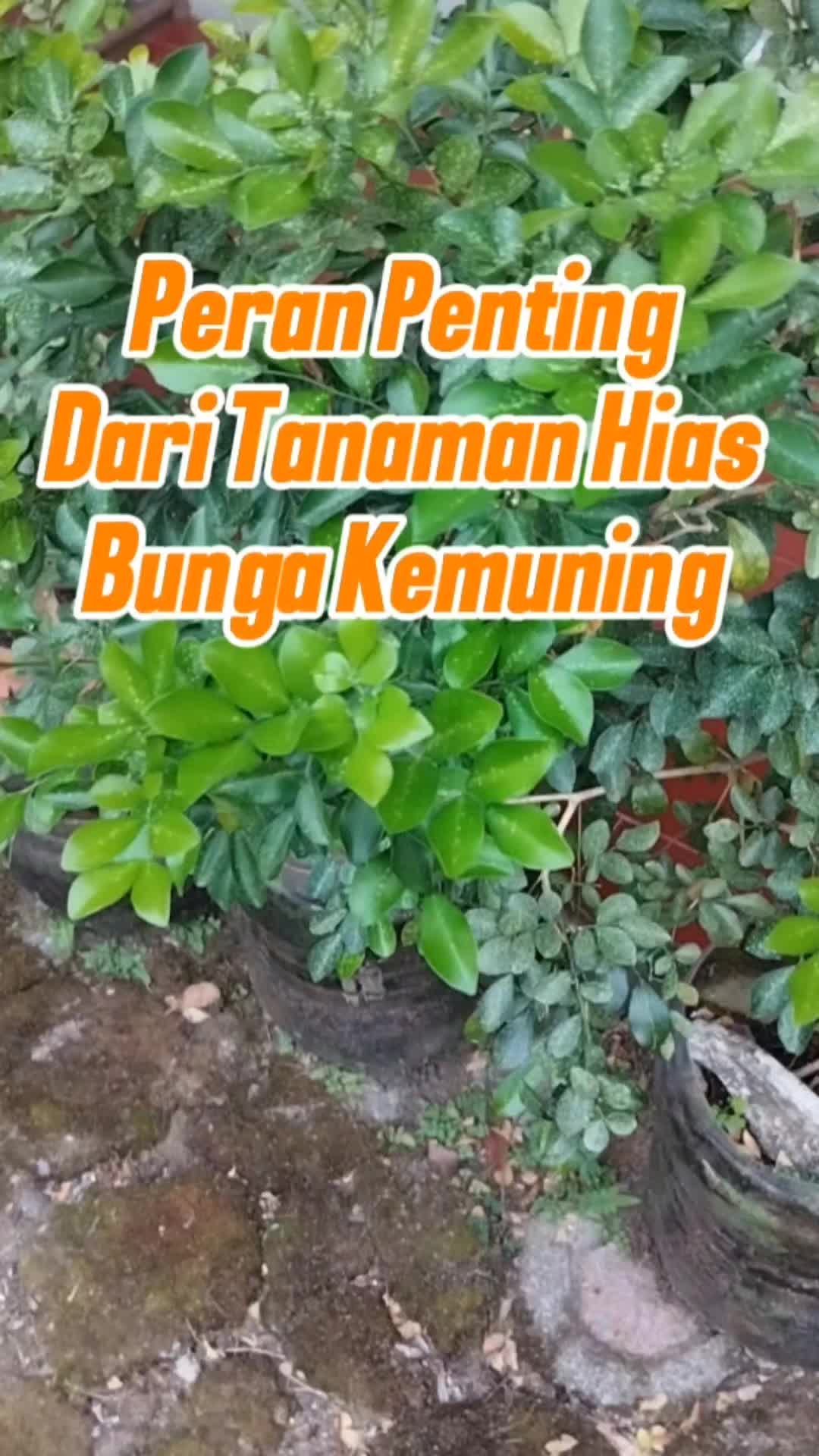 @Bukit Farming