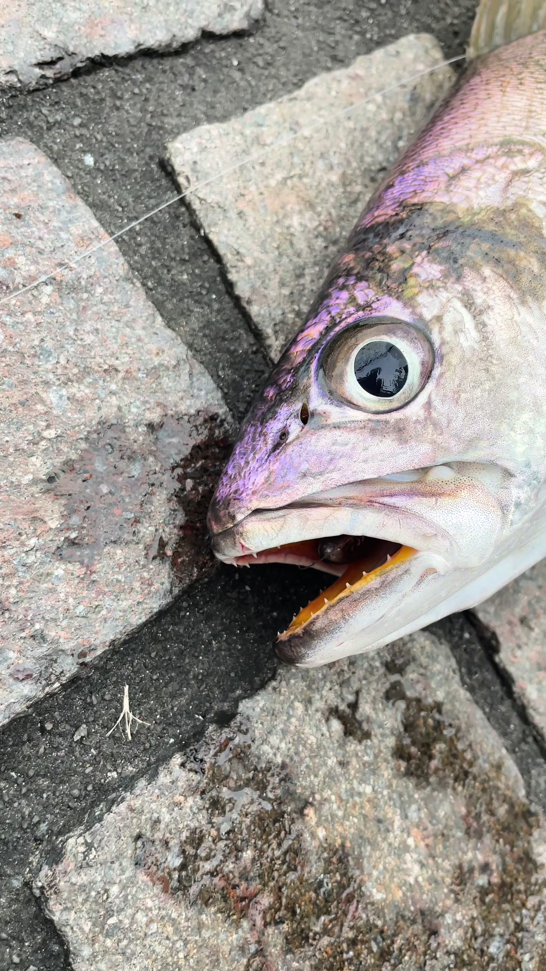 @2boys1fish