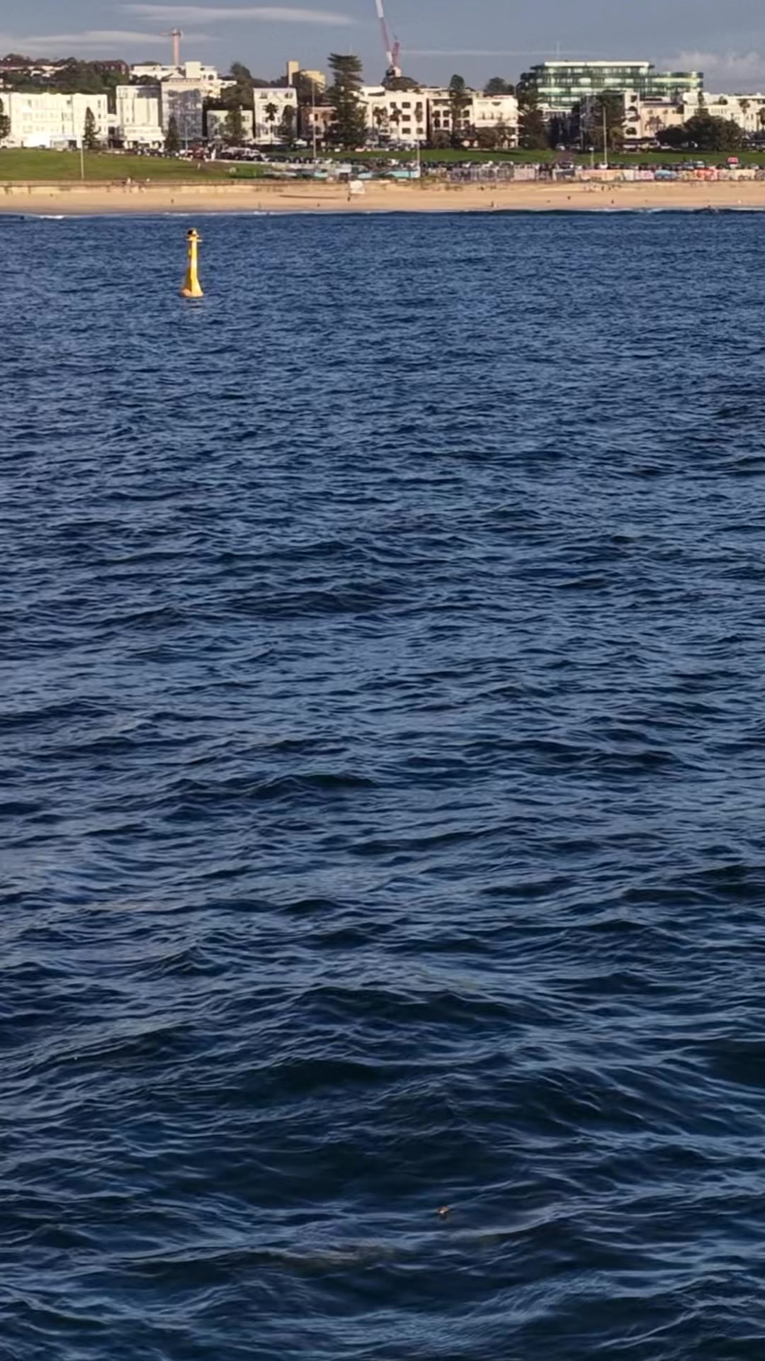 @Dronesharkapp