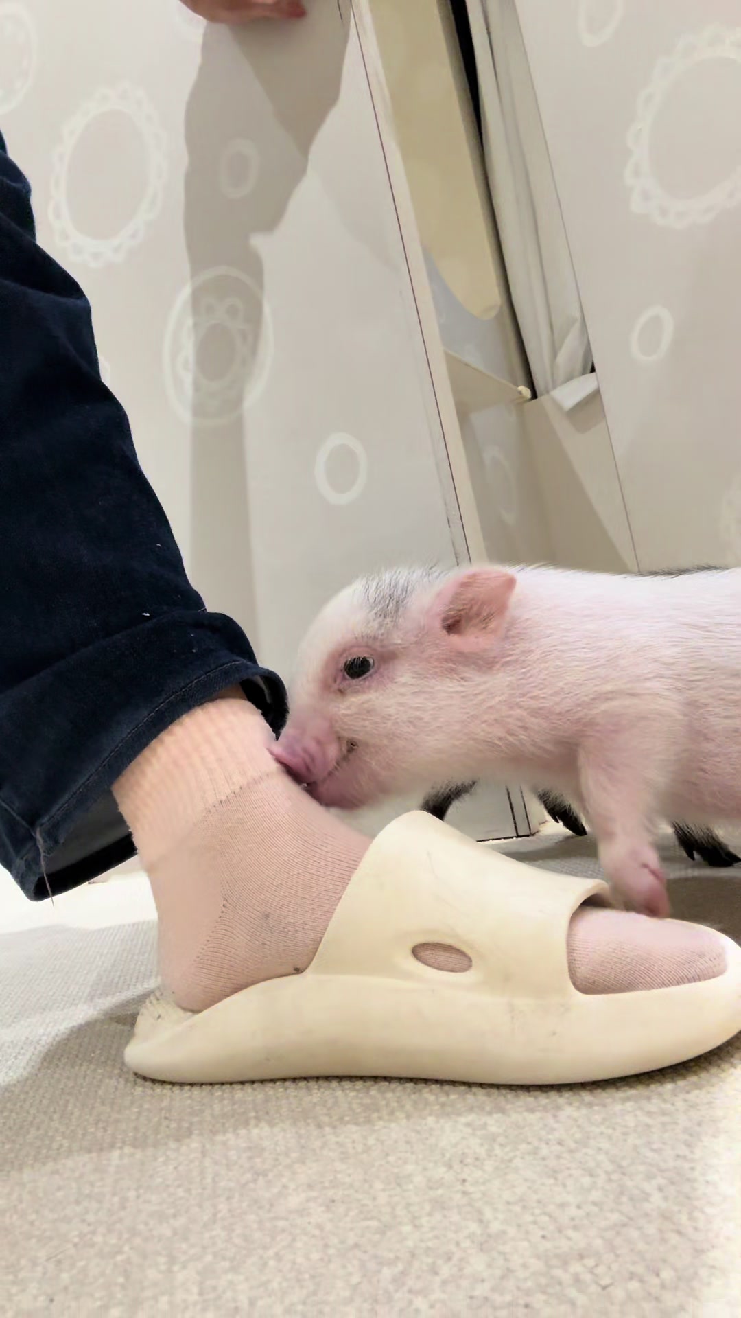 @pignic