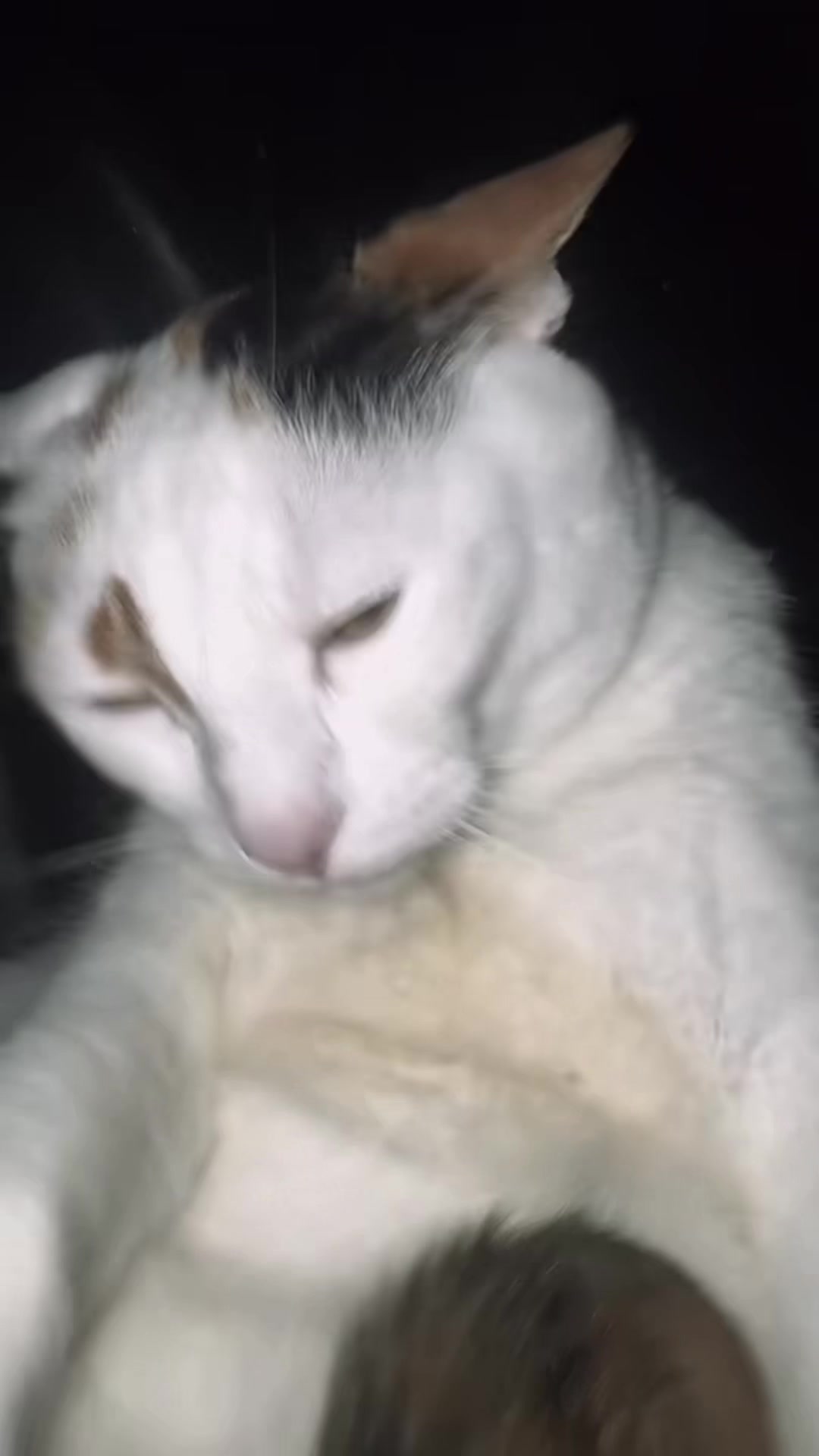 @oopygooper