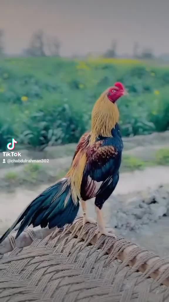 @گجر 302 🇸🇦