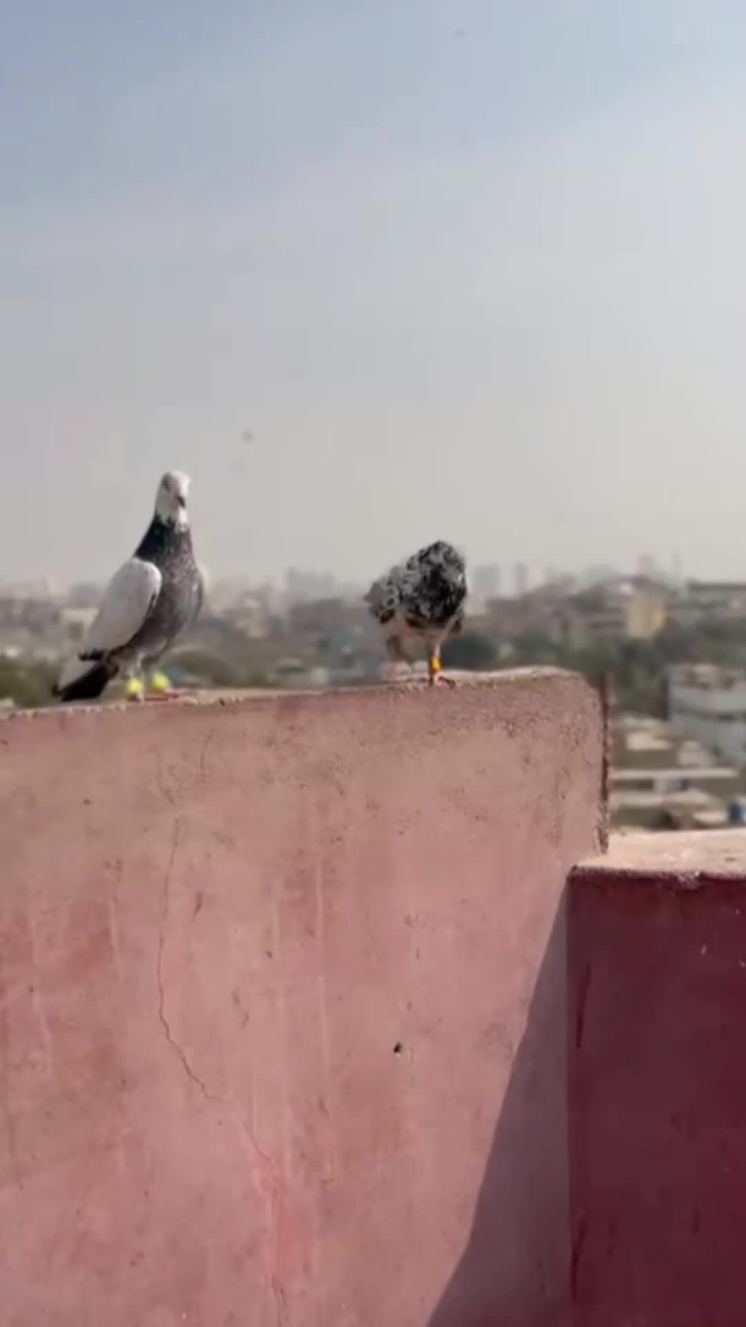 @🕊Badsha🕊