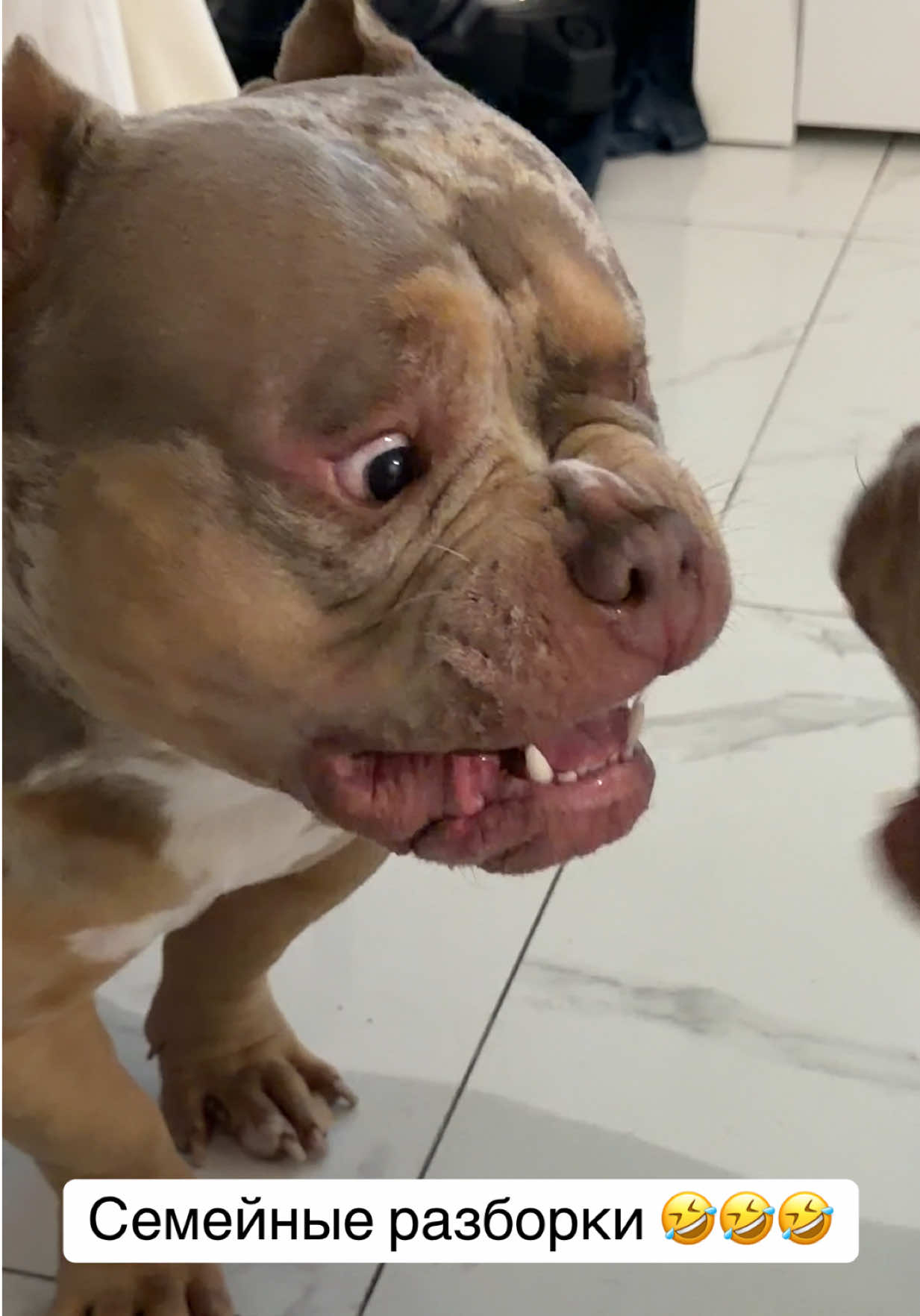 @TWO_BULLY