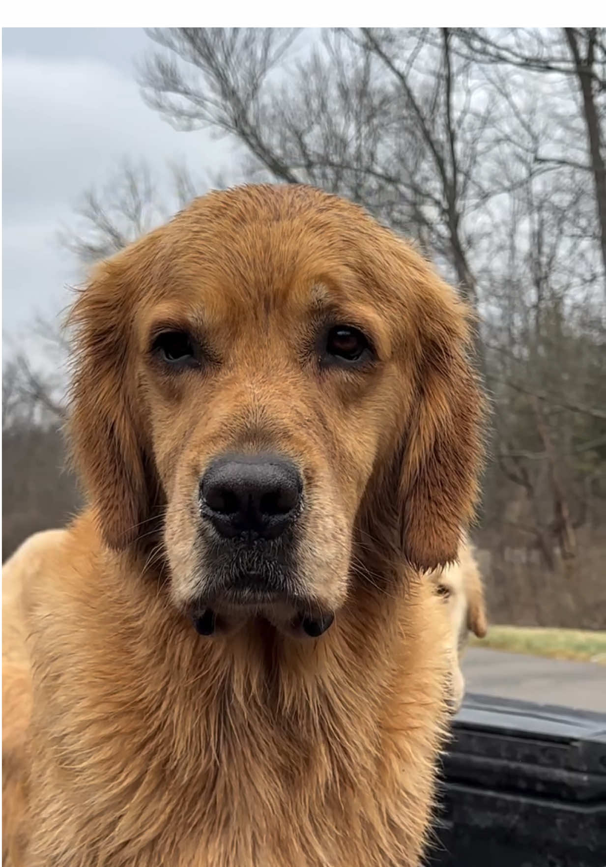 @kolom_golden_retrievers