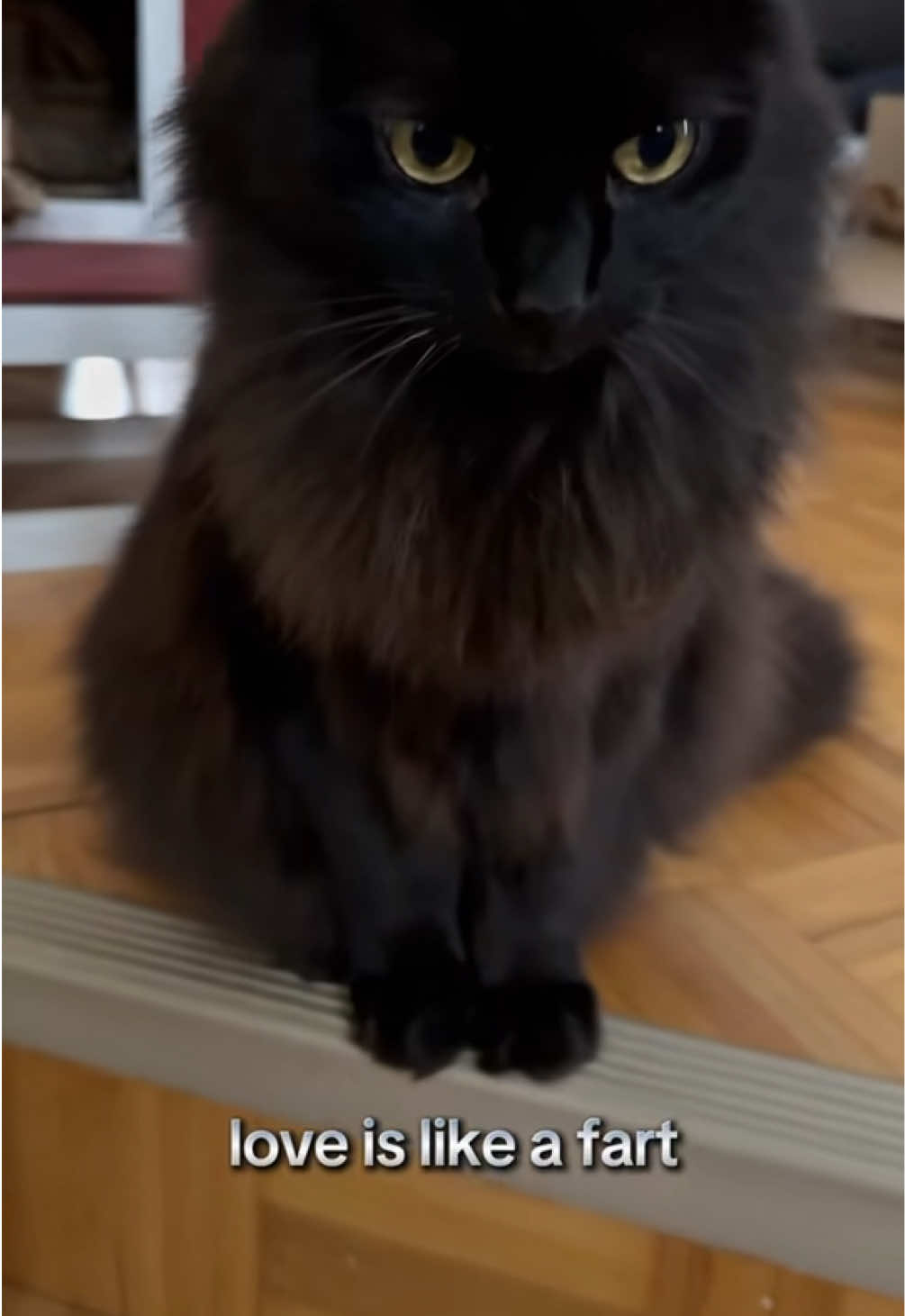 @Sir FluffyButt,the cat🇨🇦🇺🇦