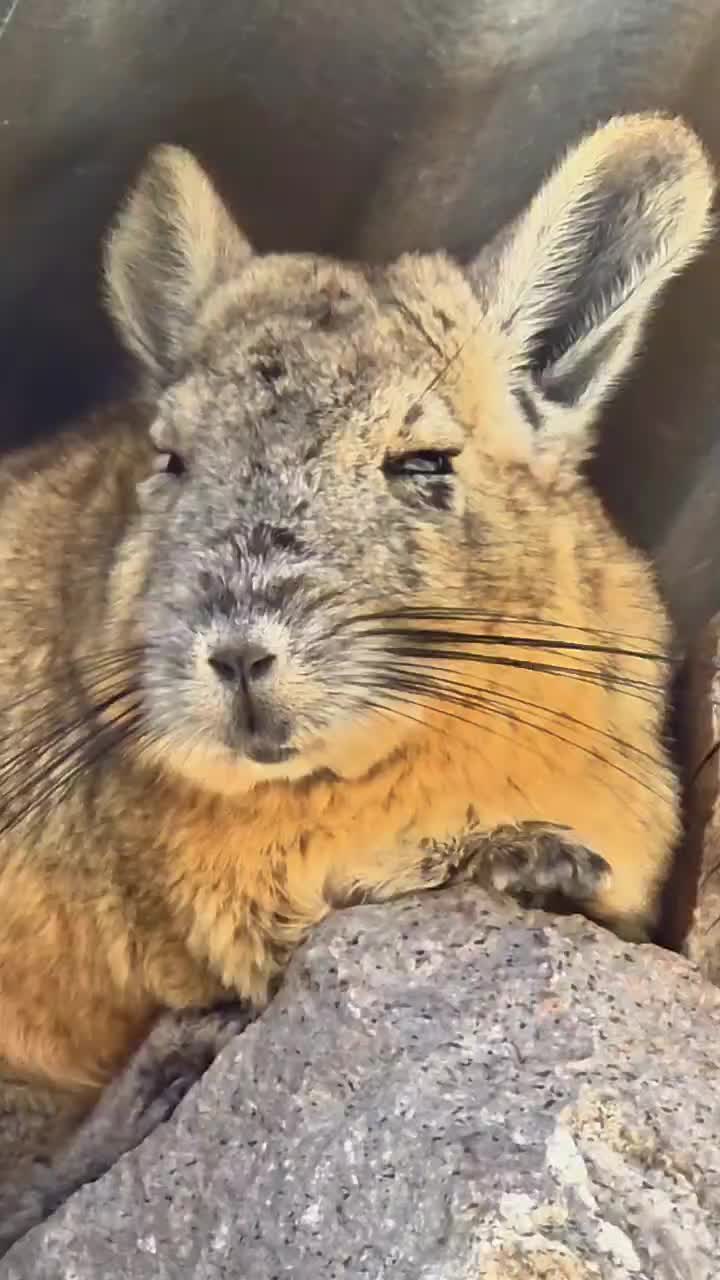 @Arica es Bacán