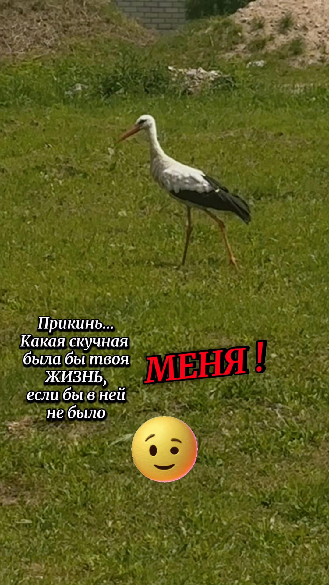 @👑АрИсТоКрАтКа👑