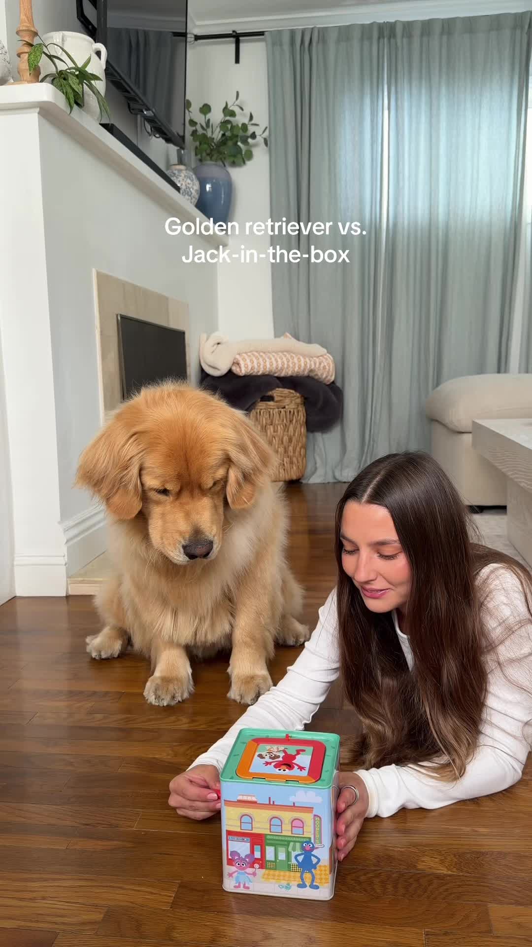 @Zebby The Golden Retriever