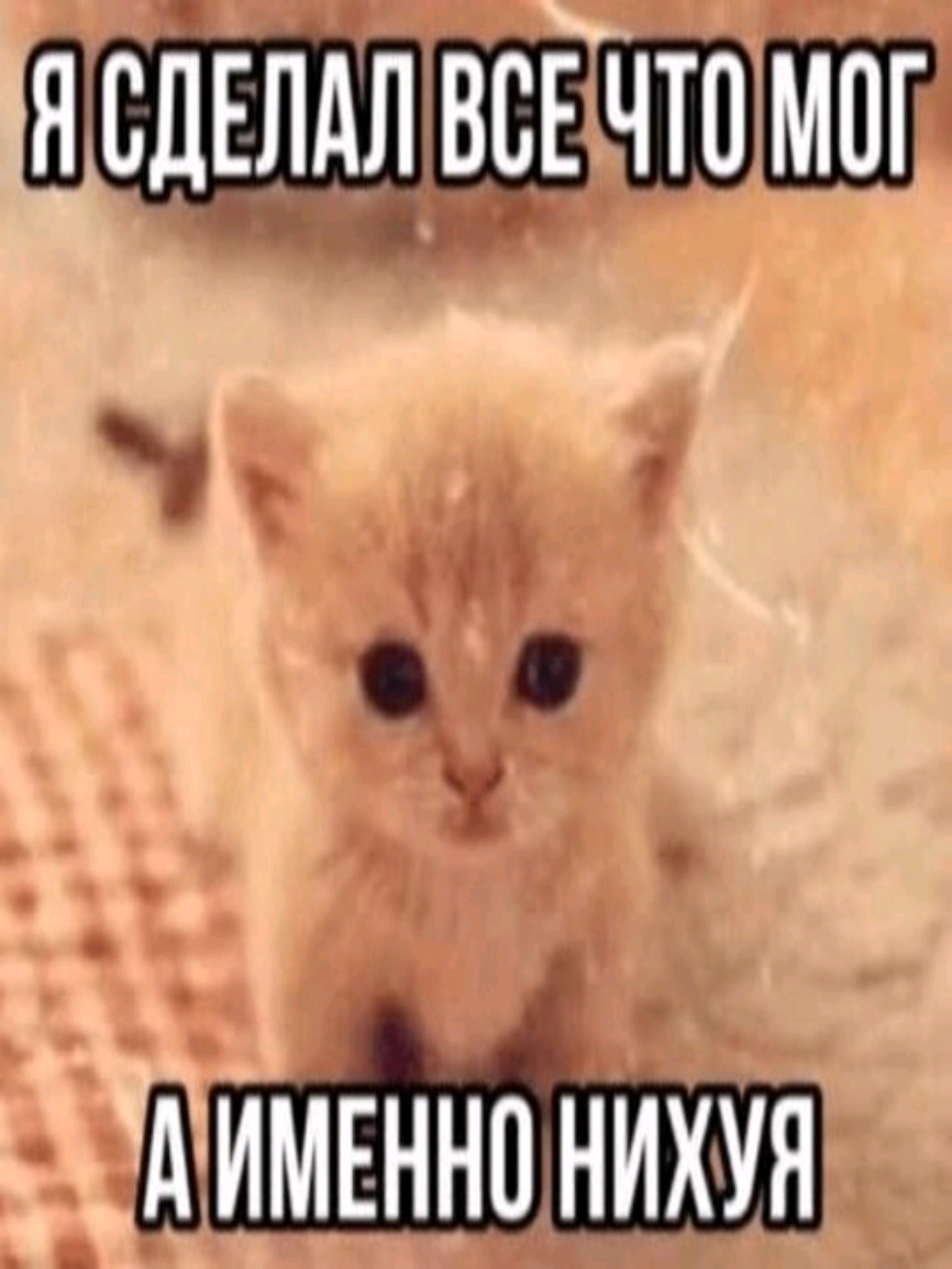 @Mr Salad_cat