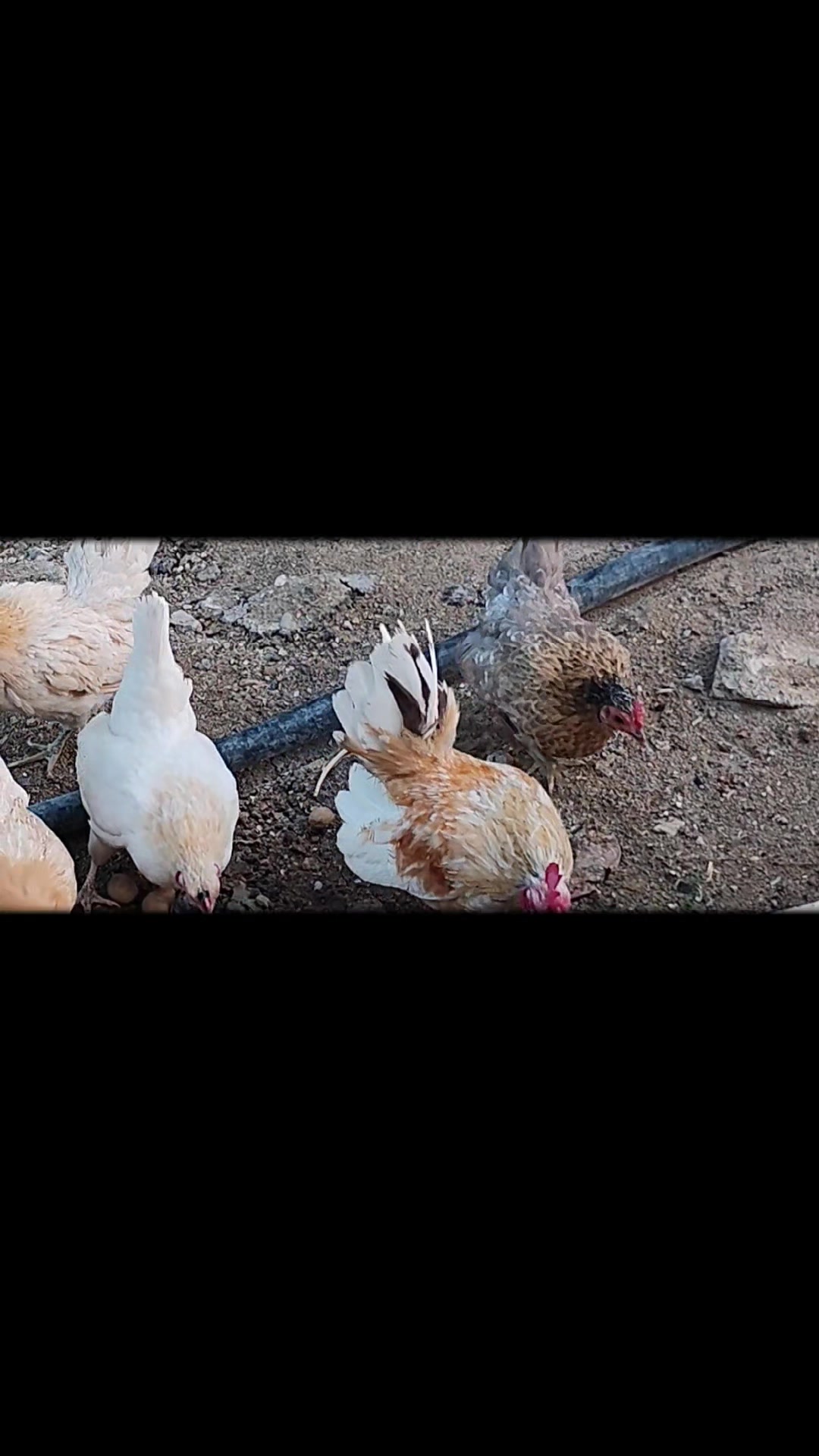 @MAŞTAĞA_QUŞCULUĞ
