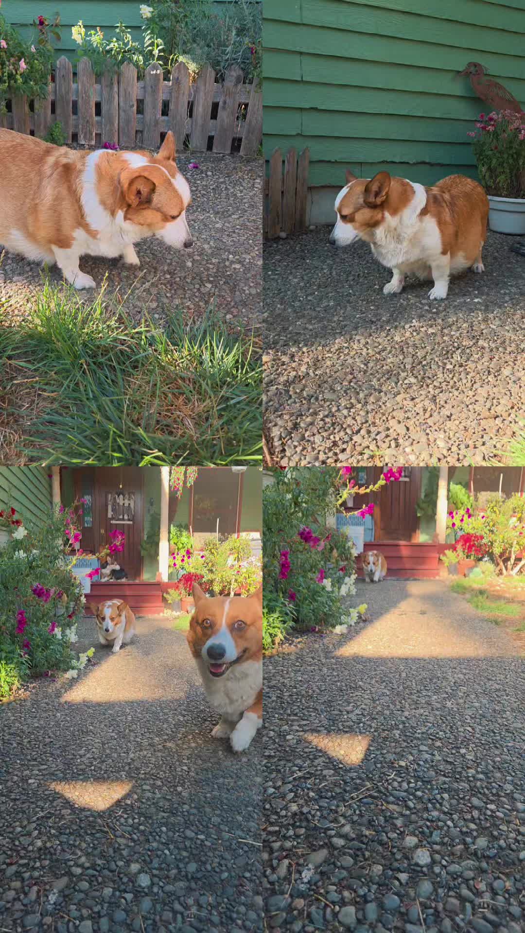 @PNW Pembroke Welsh Corgis
