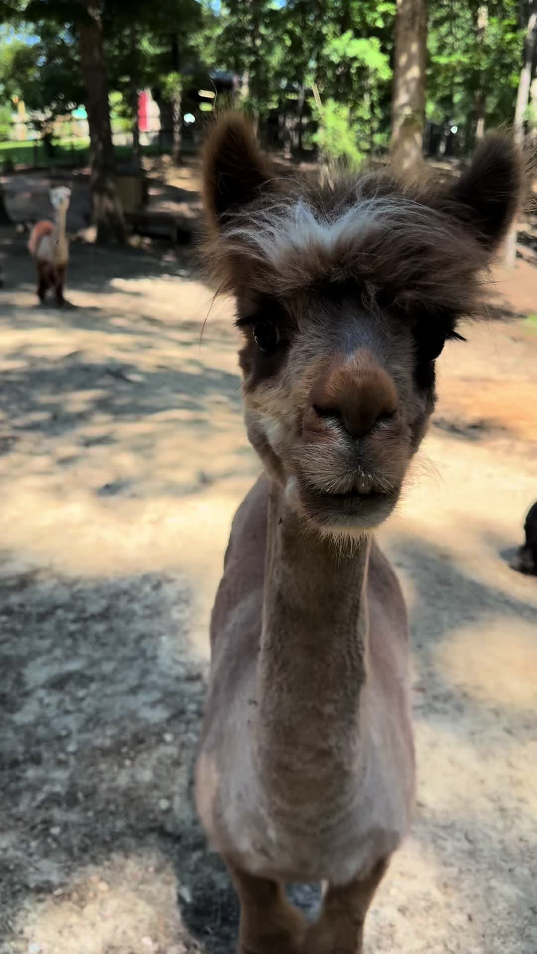 @Goat Daddy's