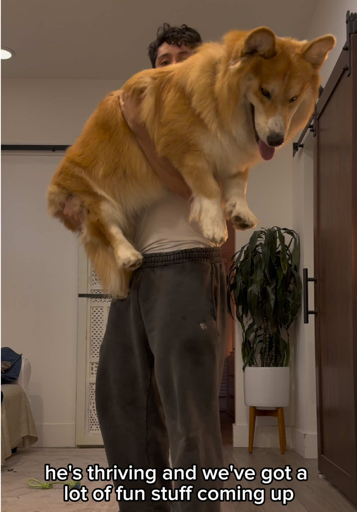 @apollothecorgimute