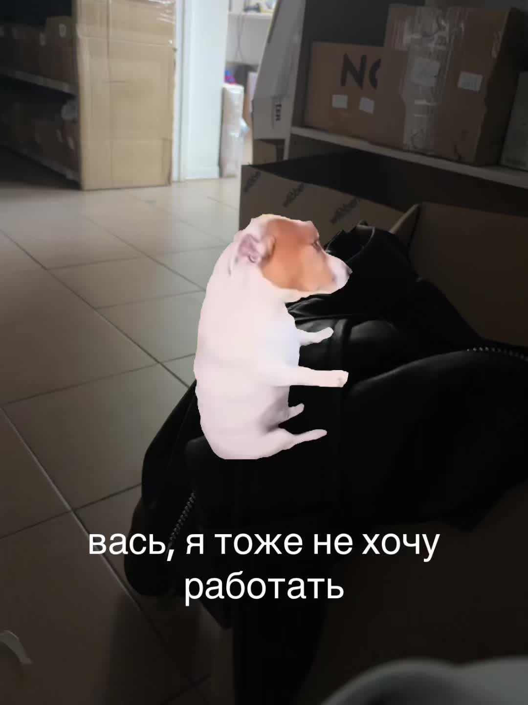 @sab1revvv