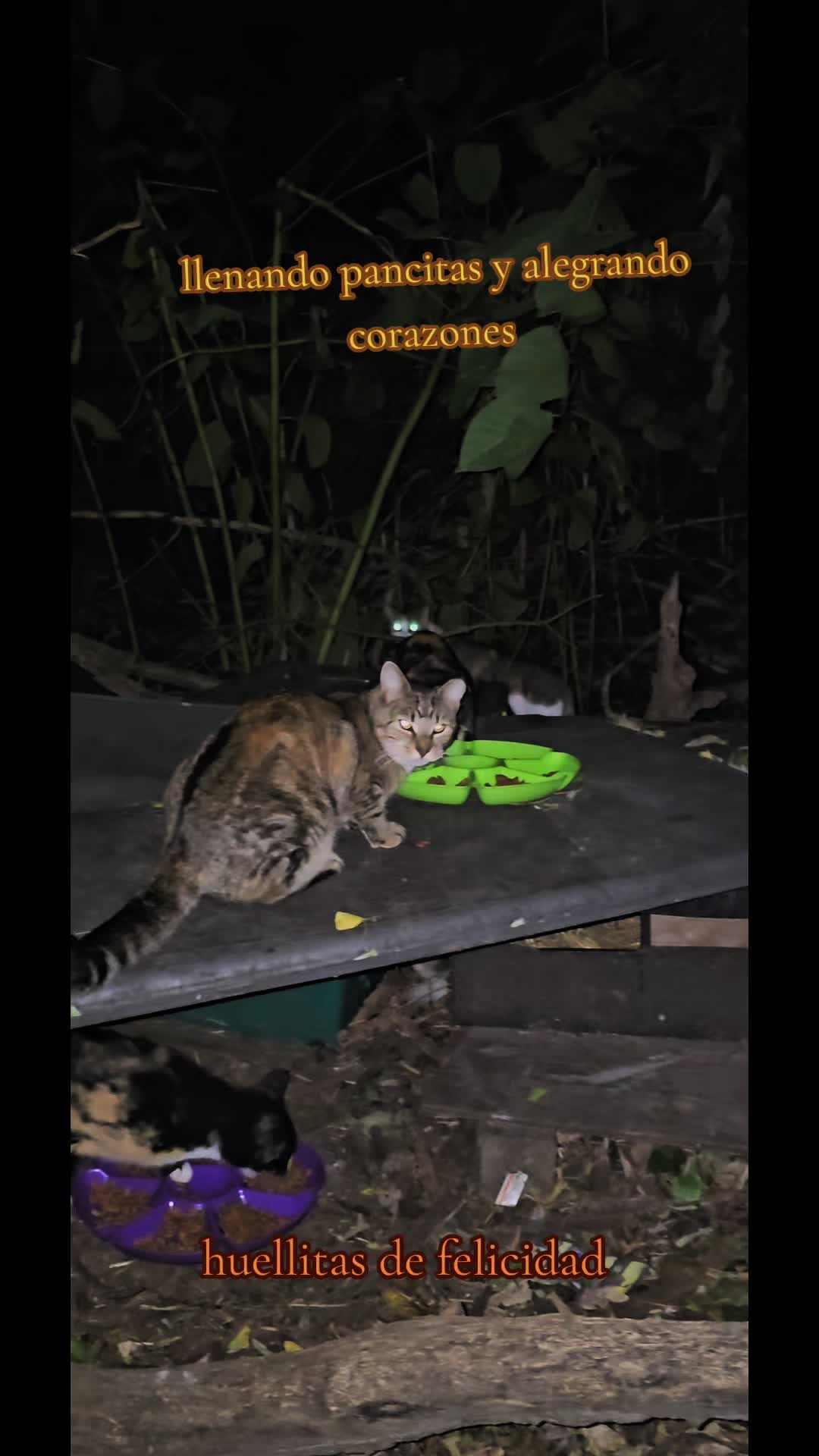 @🇲🇽Guli.Carrada 🐈⬛