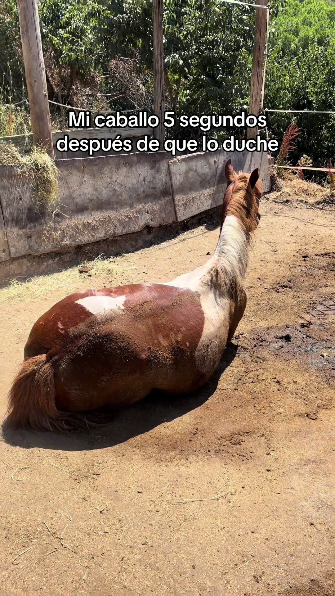@elsa y alma